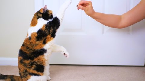 Slow motion of young woman trainer owner person training senior calico cat to do tricks by standing on back hind legs at home room, grabbing and eating treat for reward