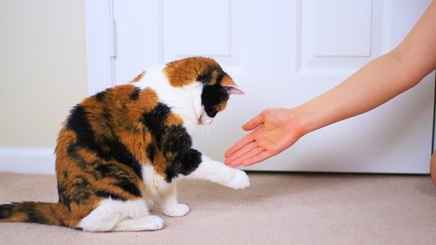 Slow motion of young woman trainer owner person training senior calico cat to do tricks by giving high five at home room, grabbing and eating treat for reward