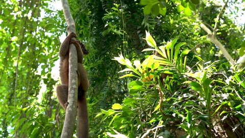 Golden Bamboo Lemur family hanging out in the jungles of Madagascar, Africa. High-quality 4k footage. Tourism and wildlife.