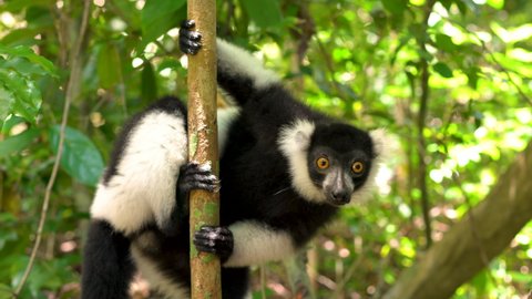 Beautiful Black-and-white ruffed lemur found in the wilds of Madagascar near Nosy BE.