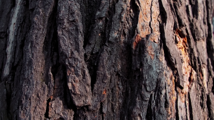 Texture of tree trunk in the forest
Close up of texture of an old oak tree bark.
 | Shutterstock HD Video #1064058514