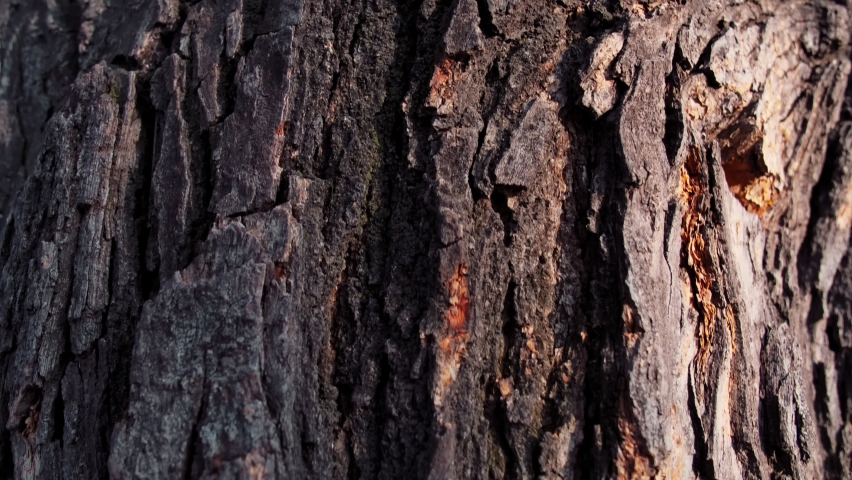 Texture of tree trunk in the forest
Close up of texture of an old oak tree bark.
 Royalty-Free Stock Footage #1064058514