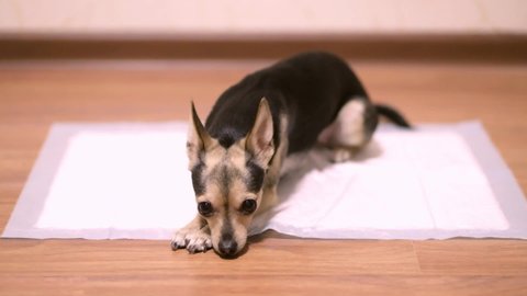 Digestive problems in dogs, small terrier in a pile of paper
