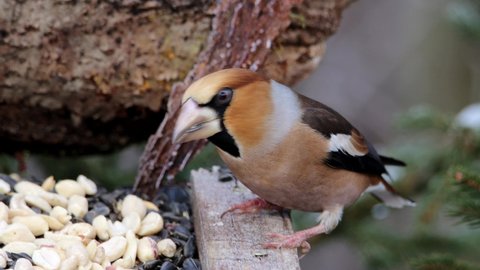 Hawfinch (Coccothraustes coccothraustes) prefers to eat the sunflower seeds in winter instead of the nuts