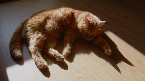 Red tabby cat lying on wooden floor in bright sunlight with sharp shadows. Furry ginger cat shaking tail. Soft focus on triangle shadows of cat ears silhouette. Cat behavior while anxiety emotion