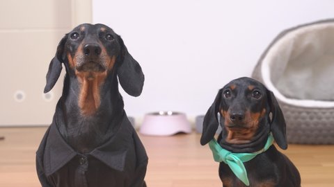Adorable adult dog in jacket and cute dachshund puppy with bow tie obediently sit and wait for instructions, feeding or walk, then synchronously run away, front view