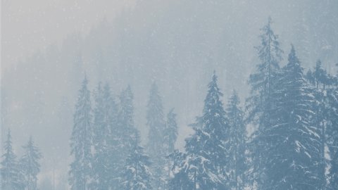 Beautiful winter forest covered with heavy snow.Video clip of fir trees freezing high in mountains in cold snow day filmed in 4K ultra hd resolution.Panoramic footage of mountains covered with snow