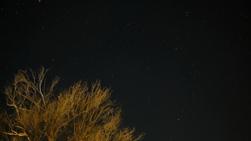 Tree silhouette over starry night sky with stars motion,outer universe field 