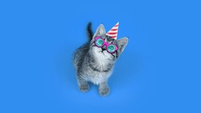 Grey kitten with party glasses and cone sits on light blue