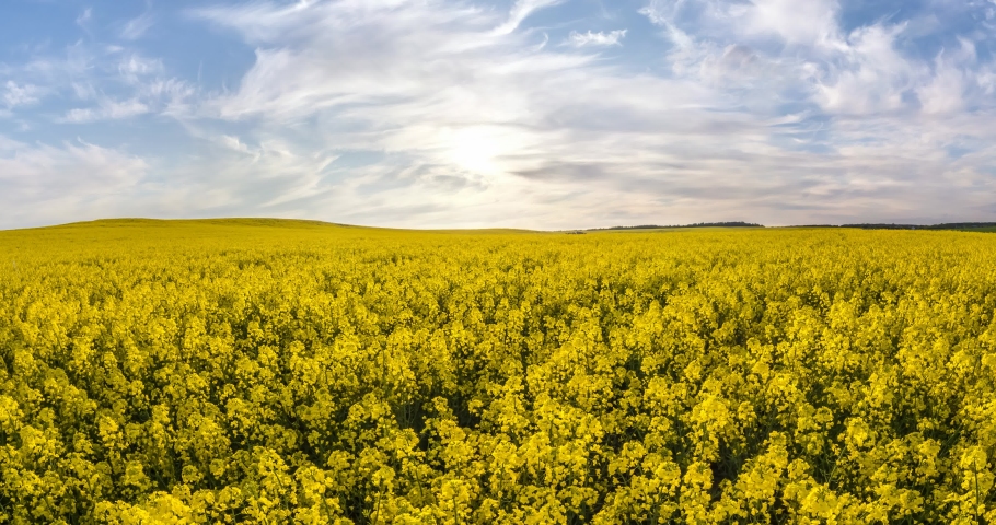 slow transformation of the landscape into a tiny planet. curvature of space. Rapeseed field in sunny day with blue sky Royalty-Free Stock Footage #1064073430