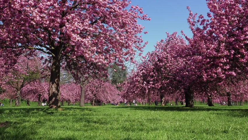 Wonderful cherry blossoms in spring park, people playing under blooming cherry blossom trees Royalty-Free Stock Footage #1064074768