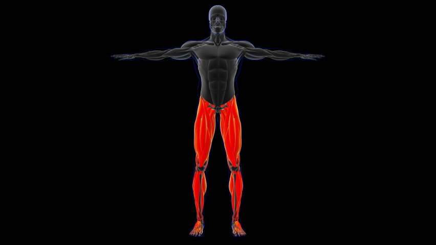 3D Illustration, Muscle is a soft tissue, Muscle cells contain proteins , producing a contraction that changes both the length and the shape of the cell. Muscles function to produce force and motion. Royalty-Free Stock Footage #1064076421