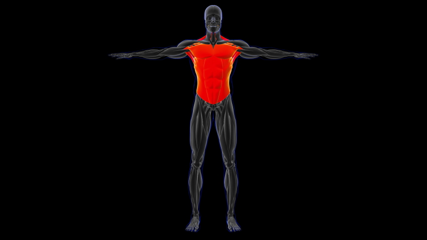 3D Illustration, Muscle is a soft tissue, Muscle cells contain proteins , producing a contraction that changes both the length and the shape of the cell. Muscles function to produce force and motion. Royalty-Free Stock Footage #1064076481