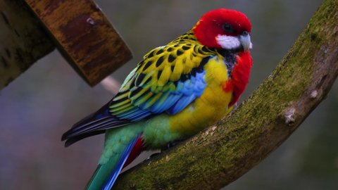 Close up of Eastern Rosella parrot on a branch	