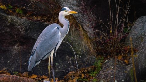 Close up of heron beside a pond walking.	