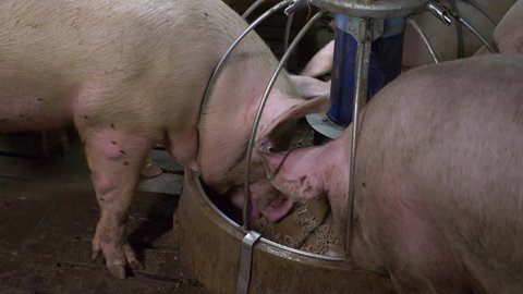 Medium-sized pigs eat and rest on a pig farm