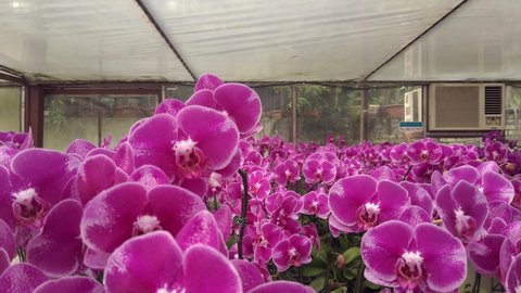Orchid flowers purple blooming in pots at plant flower nursery and cultivation farm.