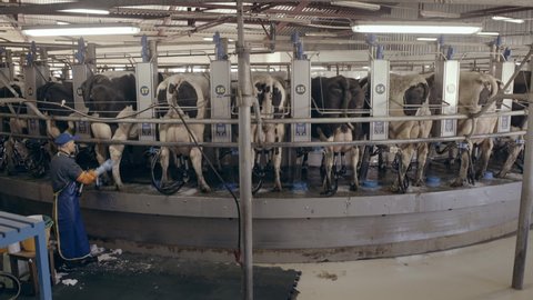 Cows at the Milk Production Factory. A factory worker starts the Process of milking cows on machine. Automated equipment for milking cows on dairy farm. Agricultural business. Modern farm.