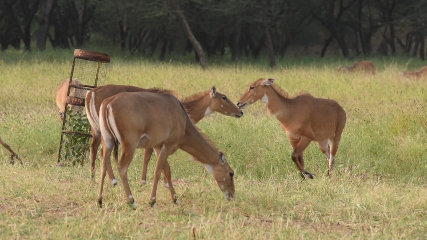 Boselaphus Tragocamelus Stock Video Footage 4K and HD Video Clips