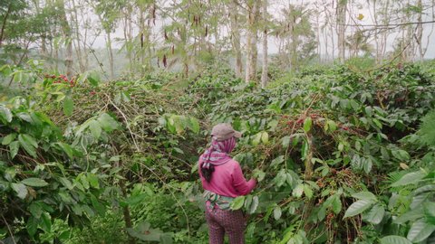 Zoom-in shot of shrubs of coffee bushes and girl in pink shawl picking ripe fruit manually working hard on farm