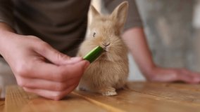 Closeup view of cute brown and grey rabbits. woman hands feeding animals with cucumber on wood table. hd video footage.