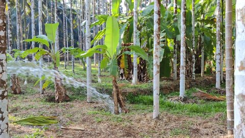 The water from the pipe spraying to the palm trees and banana trees inside the areca nut plantation Kerala.