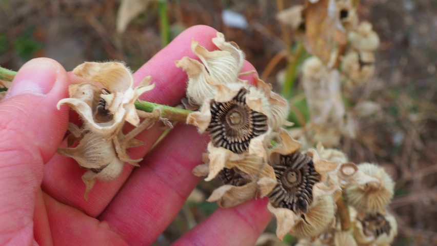 dried flower is now ready to give seeds, hibiscus flower reserved for seed,