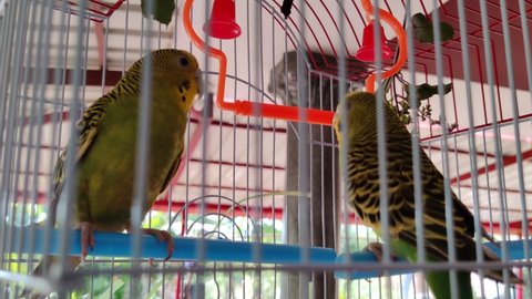 Birds (Love birds)in a cage closeup view . Green birds in a cage