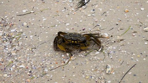 on the seashore the crab runs away to the water