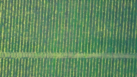Vineyards in autumn. Beautiful drone flight over a colorful vineyard in Moldova