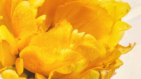 Beautiful yellow Tulip Flower background. Timelapse. Springtime. Holiday, love, birthday design backdrop.