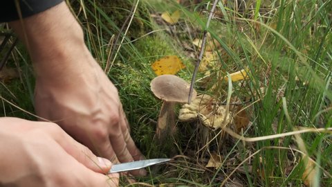 Man's hand is picking up edible mushroom among grass in forest, closeup view. Small mushroom is growing up among green grass and yellow leaves in wild woodland.