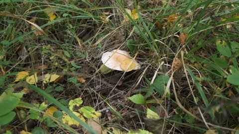 Closeup view of edible forest mushroom growing in autumn forest among green and yellow grass. Mushroom with light cap in wild woodland.