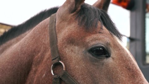 Close-up of the eyes of a purebred brown horse, blinking and driving away midges. Race horse head. Horseback riding . Horse farm, selective focus, shallow depth of field