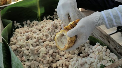 Fresh cacao pod cut exposing cocoa seeds, with a cocoa plant, Temperature measurement of cocoa beans fermented in wooden barrels, to maintain the quality of cocoa flavor.