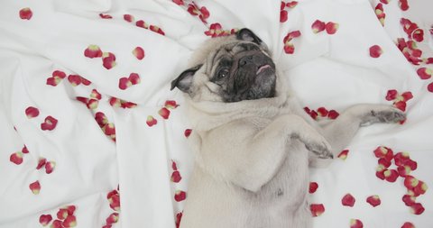 Rose Petals On Bed Stock Video Footage 4k And Hd Video Clips Shutterstock Rose Petals On Bed Stock Video Footage 4k And Hd Video Clips Shutterstock