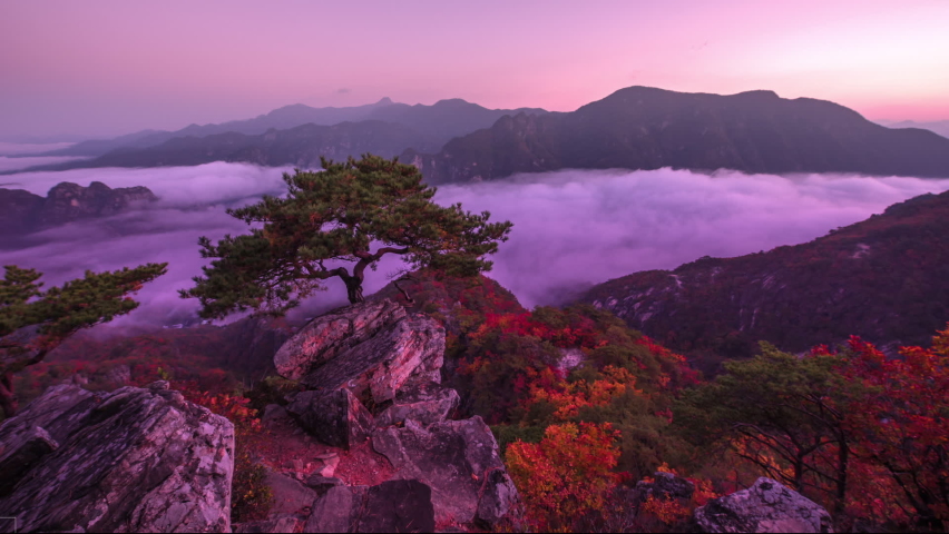 The towering pine trees on Mount Yebibon. In the morning, a sea of mist flows through the river in the valley 4K, according to Korean autumn time. | Shutterstock HD Video #1064106661