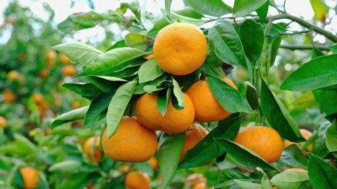 Tangerine tree garden. Branches with yellow and orange mandarin fruits.