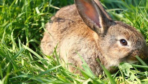 Small gray - brown rabbit creeping on a green spring meadow, close-up on a sunny bright day. Easter concept