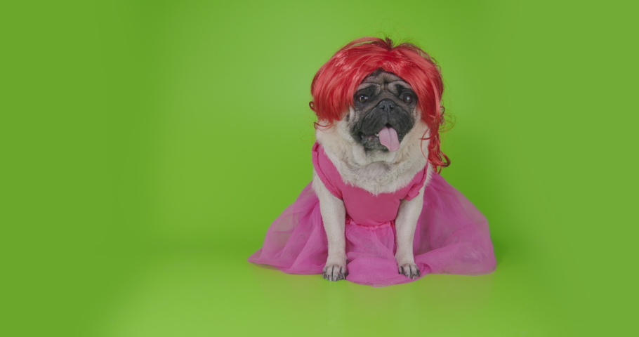 pug with red wig