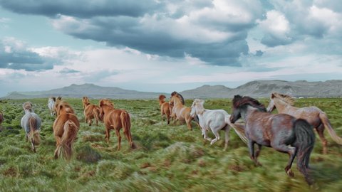 Epic Aerial Over Large Herd Of Wild Horses Running Galloping In Wild Nature Slow Motion Through Meadow Golden Hour Horse Breeding Ecology Exploration Power Concept 4K