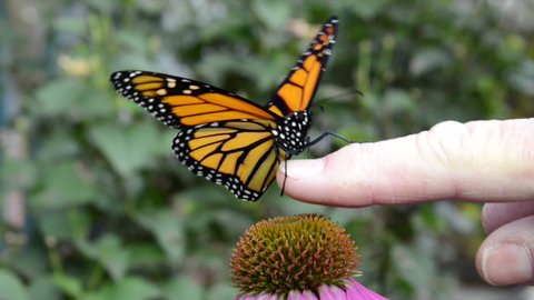 HD video of one female Monarch butterfly resting on one purple coneflower, opening and closing wings. Green bushes OOF in background. Female caucasian hand reaches in and coaxes butterfly onto finger 