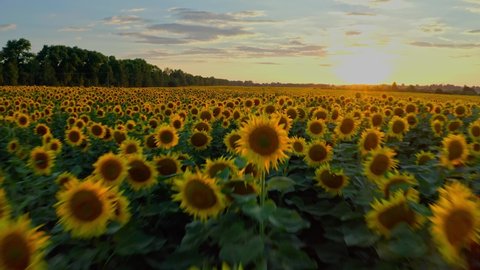 Beautiful aerial view above to the sunflowers field while sunset. Top view onto agriculture  field with blooming sunflowers and sunlight.   Summer landscape with big yellow farm field with sunflowers