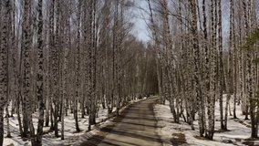 Winter forest in spring, nature awakening, birch trees grow and snow melts in the forest, very beautiful nature.