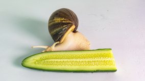 Giant achatina eating a cucumber, time lapse on white background, 4k, informative and educational video