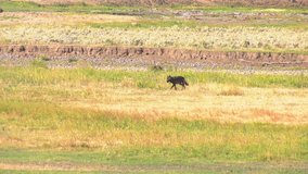 Single black wolf trotting across a large field hunting. Stock 4k footage