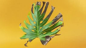 Partially dried monstera leaf rotates against an orange background. Stop motion video. Rotten plants.