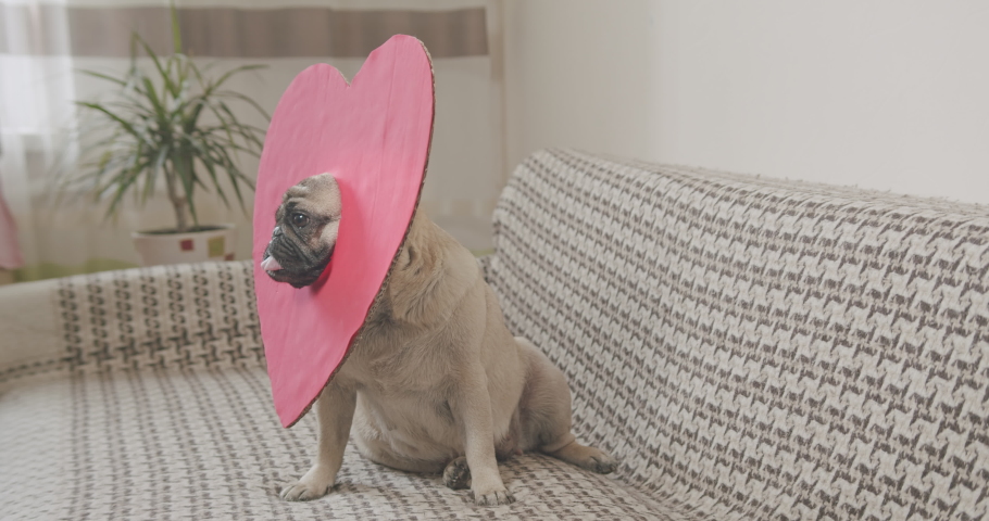 Cute pug dog in red heart Valentines day costume. Valentine's day love concept. Funny dog face. | Shutterstock HD Video #1064126818
