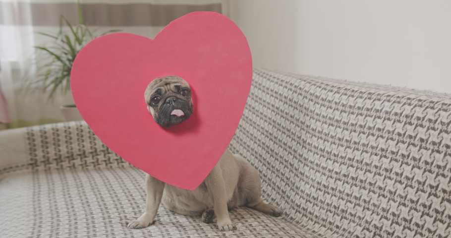 Cute pug dog in red heart Valentines day costume. Valentine's day love concept. Funny dog face. Royalty-Free Stock Footage #1064126818