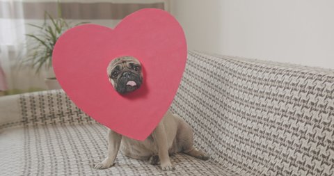 Cute pug dog in red heart Valentines day costume. Valentine's day love concept. Funny dog face.